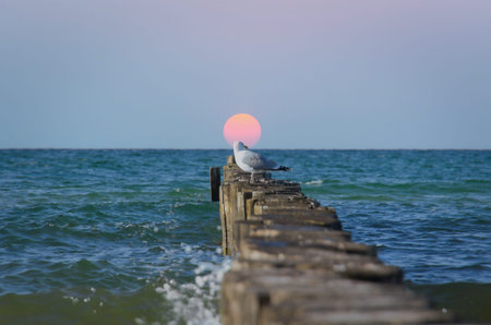 Seagull on wooden groynes at sunset, maritime panorama on the Baltic Sea.の写真素材