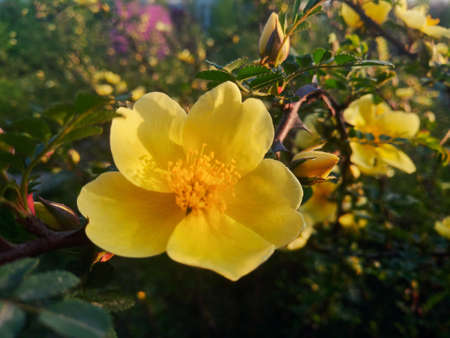 Beautiful blooming yellow rose in the garden on a sunny dayの写真素材