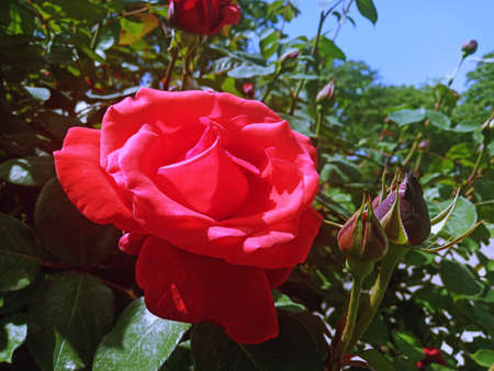 Beautiful red rose in the garden on a sunny summer day.の写真素材