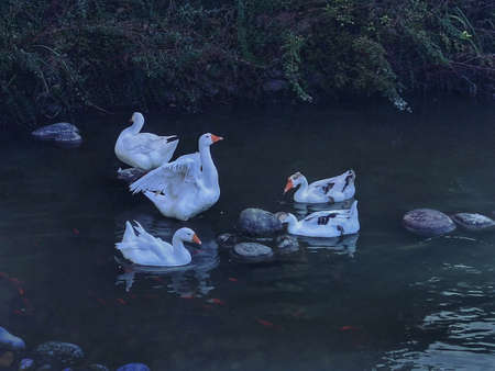 A flock of white geese swims in a pond. A flock of white geese swims in the water.の写真素材