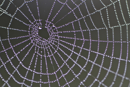 Spiders web with dew drops