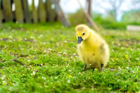 a small yellow goose chick walks in the summer on the green grass in the village.の写真素材