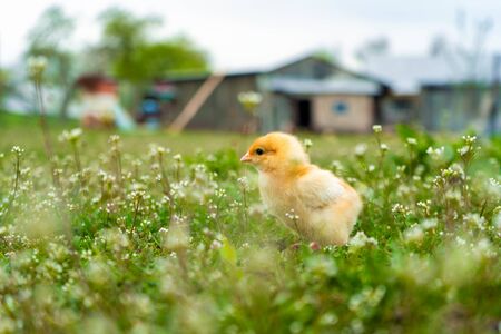 small yellow chicken walks in the summer on the green grass in the village.の写真素材