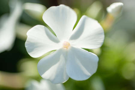 white phlox flower on a background of green bushes close-up. High quality photoの写真素材