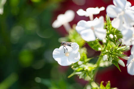 white phlox flower on a background of green bushes close-up. High quality photoの写真素材