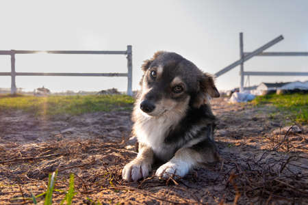 a kind dog with kind eyes lies on the ground and looks into the frame. High quality photoの写真素材