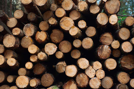 in the fall lumber lies in the forest