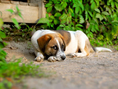 a small outbred beautiful puppy lies on the sand with grass