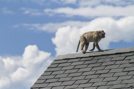 Monkey city -  sky - cloud - the park - walkの写真素材