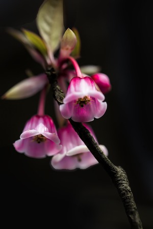 Bell shaped peach blossoms - bell shaped peach blossoms