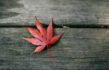 Leavesの写真素材