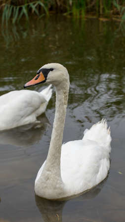 A beautiful white swan swimming in a lake. The mute swan, Cygnus olorの写真素材