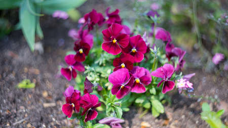 flowers in the park big cityの写真素材