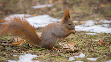 squirrel in park Warsaw Åazienki KrÃ³lewskie