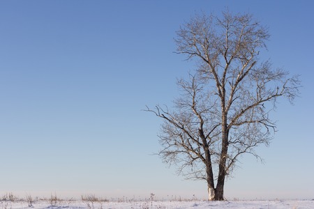 Poplar on the outskirts of Russian villageの写真素材