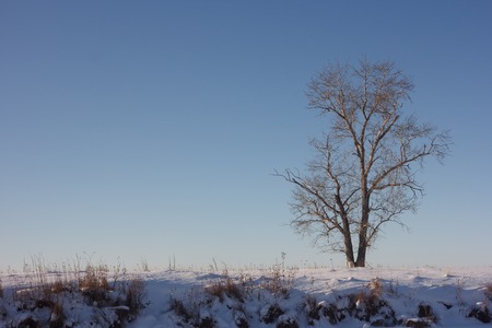 Poplar on the outskirts of Russian villageの写真素材
