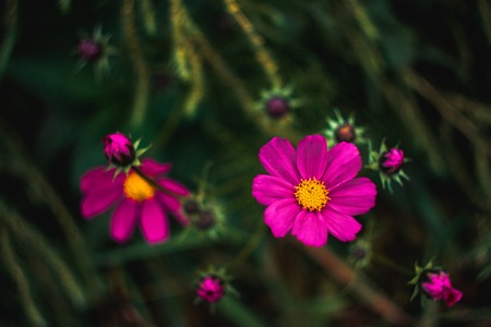 Beautiful pink flowers on a meadow in summerの写真素材