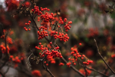 In the autumn of ripe currants on the branchの写真素材