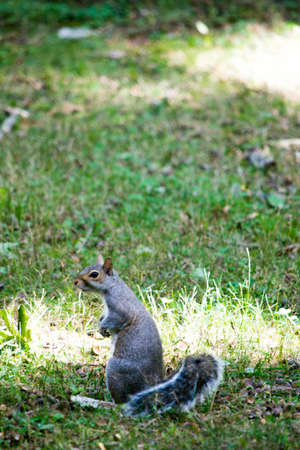 standing squirrel in park