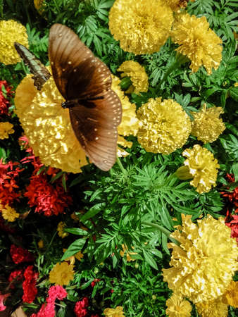 Marigold flowers and Butterfly.の写真素材