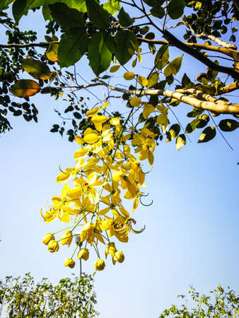 Golden shower.の写真素材