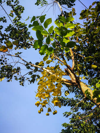 Golden shower.の写真素材