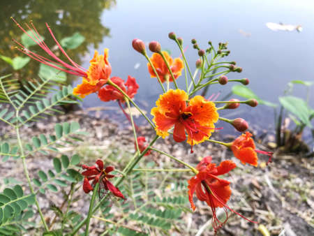 Caesalpinia pulcherrima (L.) Sw Waterfront Central Garden.の素材