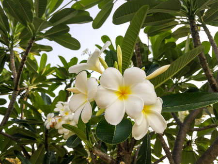 White and yellow plumeria flowers on a tree.の写真素材