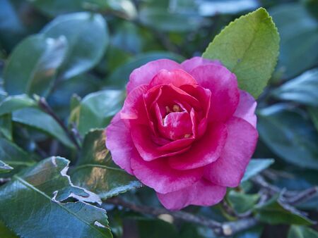 Beautiful pink flower of camellia sasanqua in a spring season at the park.の写真素材