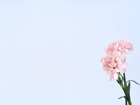 Mother's day background. Pink Carnation flower isolated on white background.の写真素材