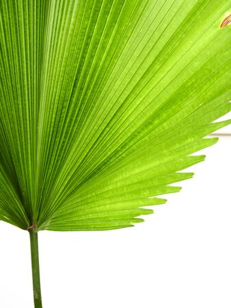 Green leaves palm isolated on white background with clipping path for design elementsの写真素材