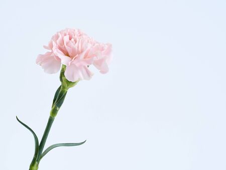Mother's day background. Pink Carnation flower isolated on white background.の写真素材