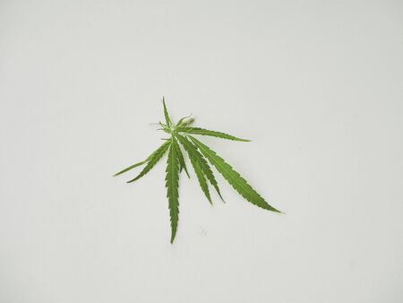 Marijuana leaf frame on white background. Concept of herbal alternative medicine. CBD oil. Top view, space for textの写真素材