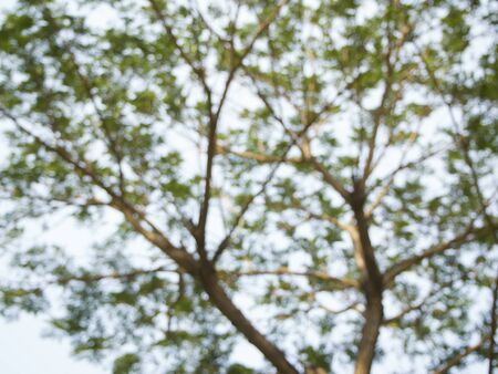 Abstract blurred background of summer nature landscape.の写真素材