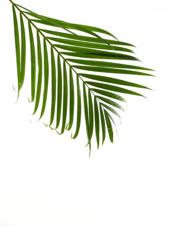 Green leaves palm isolated on white background with clipping path for design elementsの写真素材