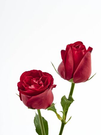 Valentine's Day background. Two red rose on white background. For card design and wedding.の写真素材