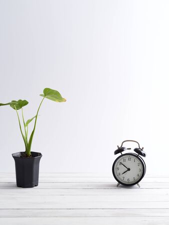 Interior design mock up with plant pot and black alarm clock white wooden shelf.の写真素材