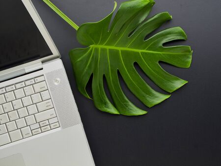 Close-Up of office desk with laptop and tropical leaves Monstera. Space for text.の写真素材