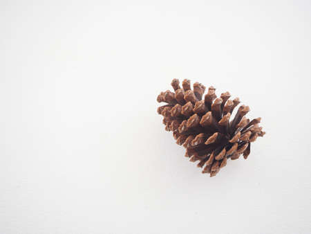 Pine cone isolated on white background. Space for textの写真素材