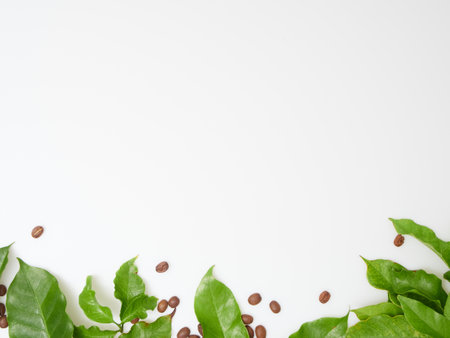 Fresh green coffee leaves and beans on white background, top view. Space for textの写真素材