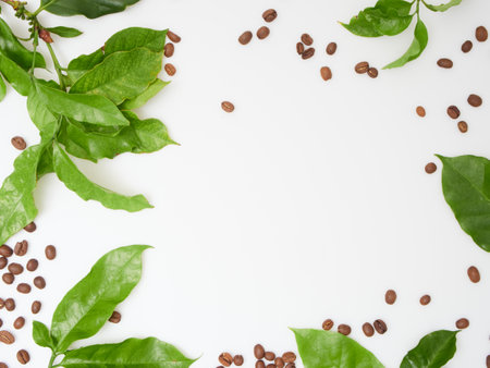 Fresh green coffee leaves and beans on white background, top view. Space for textの写真素材