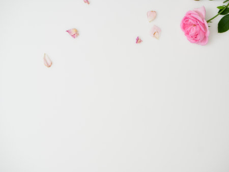 Beautiful pink rose petals on white background, flat lay. Space for textの写真素材