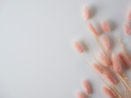 Beautiful tender dried flowers on light background, top view. Space for textの写真素材