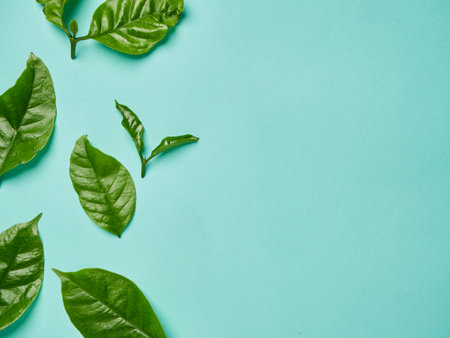 Green coffee leaves on blue background, top view. Space for textの写真素材