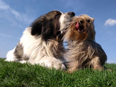 Dogs friends enjoying the nice weather in the meadow