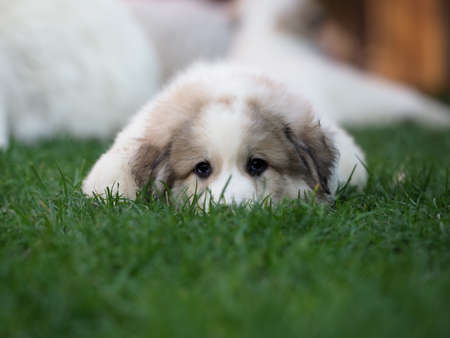 Pyrenean Mountain Dog puppy relaxes on grassの写真素材