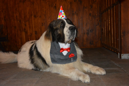 Celebrating the birthday of a dog, man's best friendの写真素材