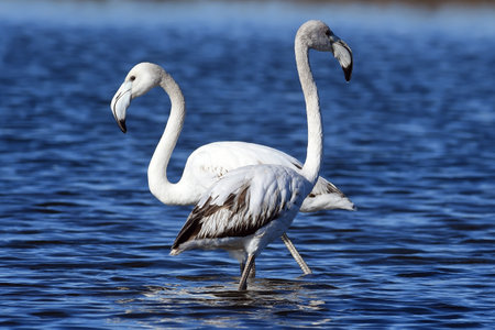 Young pink flamingo in the lakeの写真素材