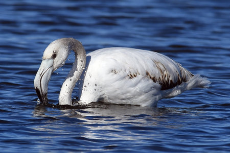 Young pink flamingo in the lakeの写真素材