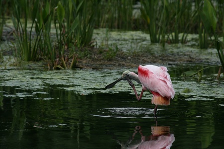 Roseate Spoonbill の写真素材